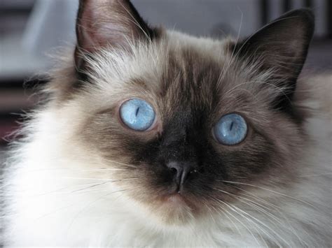 Color Is Dark Brown Cat Gray White Variations Blue Seal Lilac Etc
