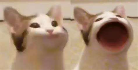 Создать комикс мем кошка поющий кот мем кот открывает рот мем