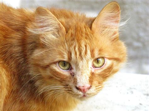 This is a false belief that must be. What to Do If Your Orange Cat Has Black Spots on Lips