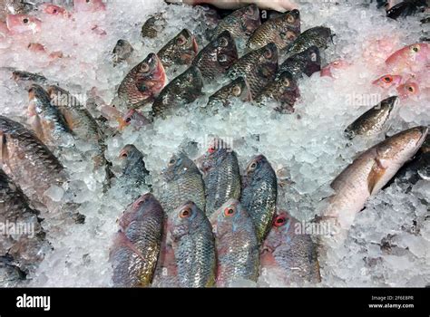 Fresh Fish On Ice In The Supermarket In Yogyakarta Indonesia Stock