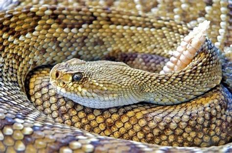 The Worlds Most Dangerous Snakes Huffpost