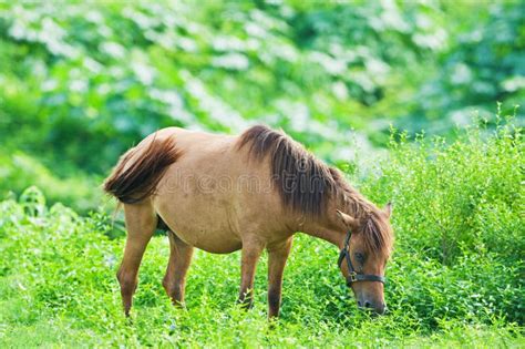 Horse Eating Grass Stock Photo Image Of Field Contest 27472220