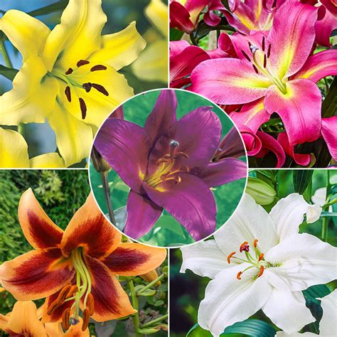 Classic Lily Tree Collection Brecks