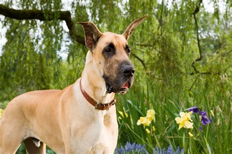 A Large Brown Dog Standing In Front Of Some Purple And Yellow Flowers