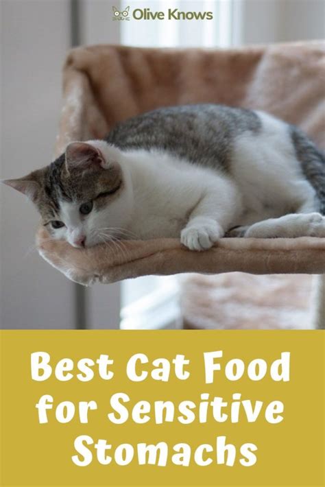 Hill's science diet sensitive stomach dry cat food 3. Best Cat Food for Sensitive Stomachs Your Cat Needs ...