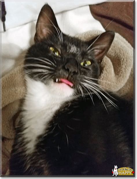 Happy Tuxedo Cat March 26 2017