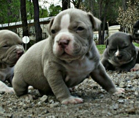 Deuce x electra puppies 4 week old video: 9 best Hill Top Bully images on Pinterest | Pit bull, American bullies and Bullies