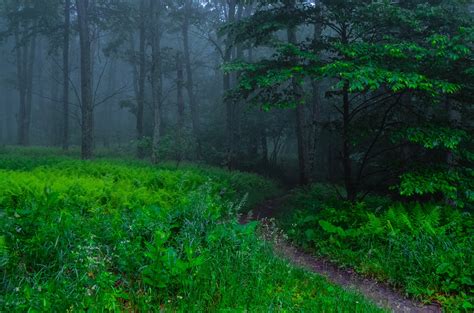 Path In Misty Green Forest