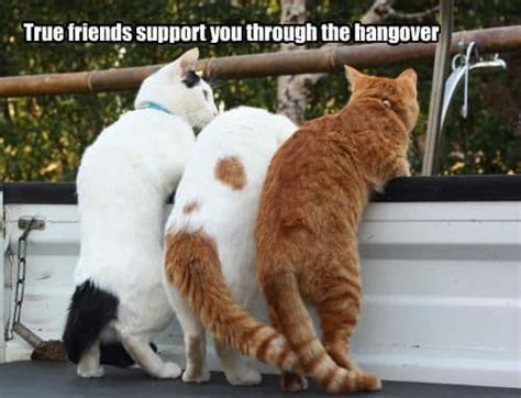 True Friends Support Through Hangover Funny Meme Funny Memes