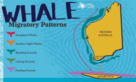 Whale Migration Map Western Australia Langports