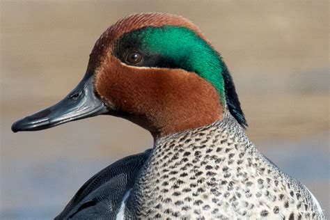 Green Winged Teal Pennsylvania D Todd Schneider Photography