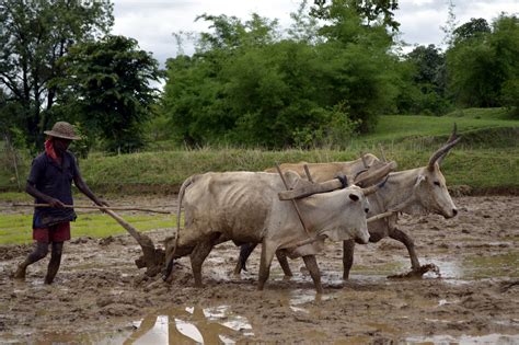 Fileploughing A Paddy Field With Oxen Umaria District Mp India