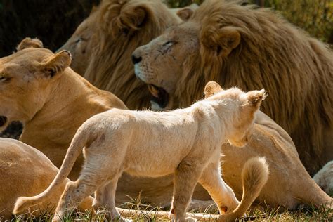 Pride Of White Lions Lion Park Near Johannesburg South Africa The