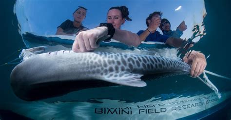 Shark Research Bimini Biological Field Station Shark Lab