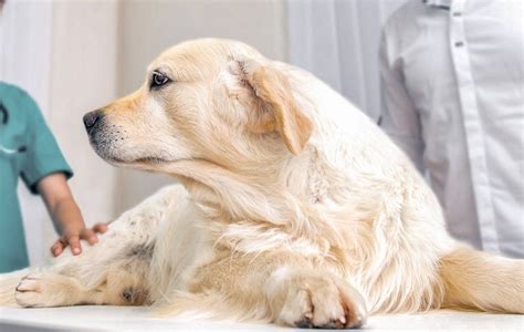 Tips To Maintain Healthy Weight For Your Dogs