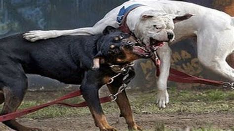 Dog Fight Pitbull Attack Pitbull Dog Fight Dog Attack Youtube
