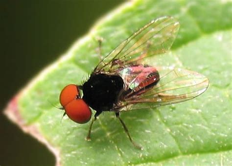 Discussion Forum Small Black Fly With Big Red Eyes