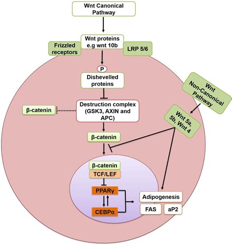 Frontiers Molecular Mechanisms Of Adipogenesis The Anti Adipogenic