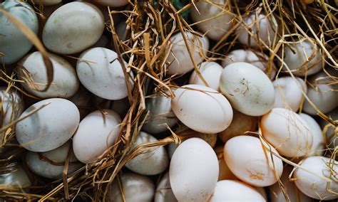The Growing Popularity of Duck Eggs | MyRecipes