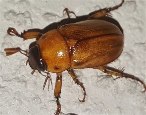 June Bugs Have Arrived In Indiana