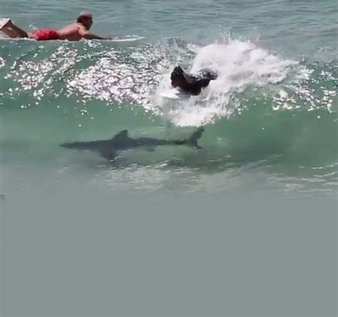 Video Of Shark Among Byron Surfers Goes Viral
