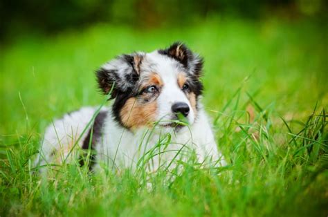 However, cannibalism rarely occurs among canines. Why Do Dogs Eat Grass? | Pets4Homes