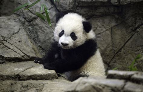 VidÉo Japon Le Bébé Panda Du Zoo De Tokyo Fête Ses 50 Jours