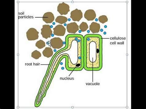 Root hair cells (black arrow pointing at one of the root hair cells) are single tubular root cells. Osmosis at root hair cells.mp4 - YouTube