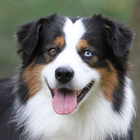 They are great with children and well behaved which makes them wonderful family pets. Miniature Australian Shepherd Breed Guide - Learn about ...