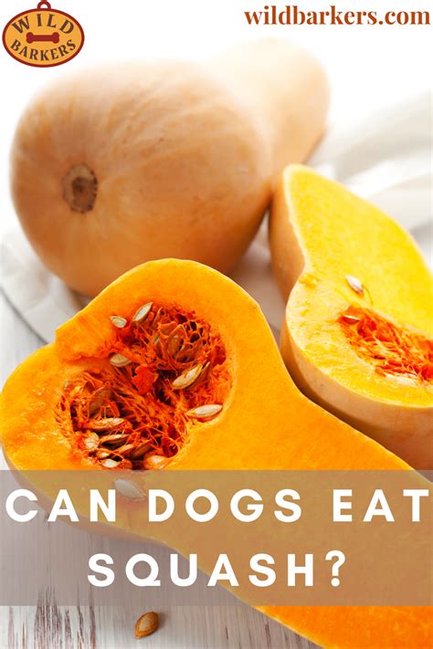 What parts of a pumpkin are not safe for cats? Can Dogs Eat Squash? | Can dogs eat, Butternut squash ...