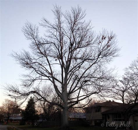 Goodbye To Our Pin Oak And 2014 Betty Hall Photography