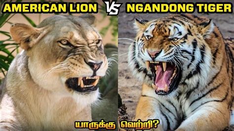 American Lion Vs Ngandong Tiger In Tamil அமெரிக்க சிங்கம் Vs நான்டாங் புலி Savage Point
