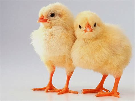 All 4u Hd Wallpaper Free Download Cute Baby Chick Wallpapers Free