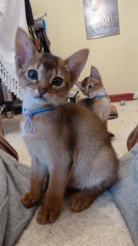 Find abyssinian in canada | visit kijiji classifieds to buy, sell, or trade almost anything! Lovely Pedigree Abyssinian Kittens!! | Stoke On Trent ...