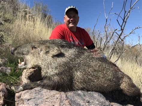 Arizona Guided Javelina Hunts Javelina Hunting Outfitters And Guides