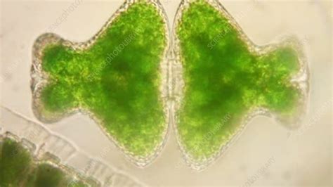 Desmidium Sp Green Algae Stock Video Clip K0050869 Science Photo