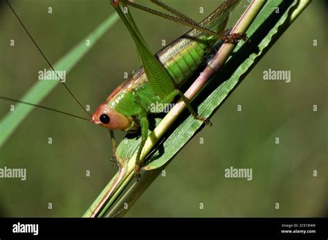 Flying Grasshopper Hi Res Stock Photography And Images Alamy