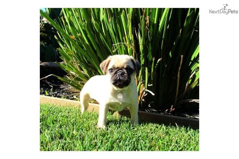 Get free yorkie puppies now and use yorkie puppies immediately to get % off or $ off or free shipping. Meet Fiona a cute Pug puppy for sale for $850. VIDEO AD! AKC Pug Female Puppies in San Diego, CA
