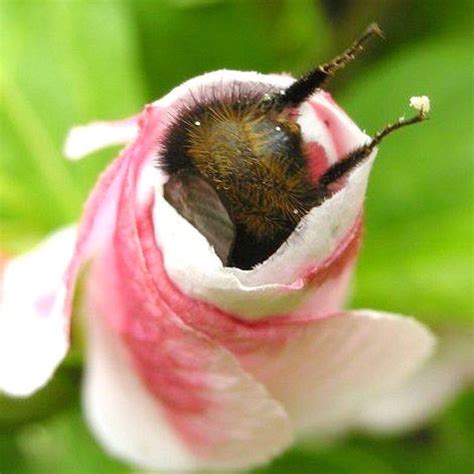 Unbeelievable Health On Twitter Bee Cute Animals Bumble Bee