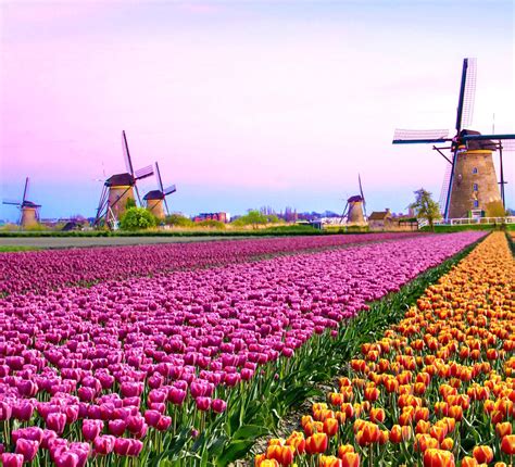 Isabella J Meyer Holland Sea Of Flowers Wikipedia Plus1 Photography