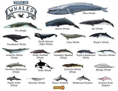 Sperm Whale Classification Telegraph