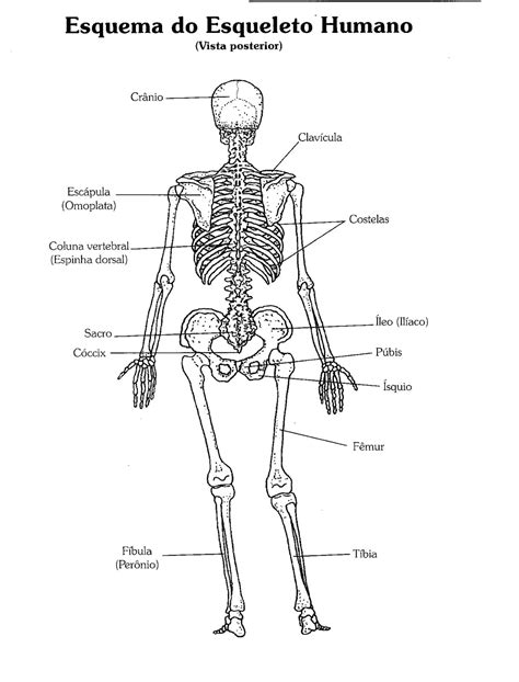 Sistema Ósseo Clique nas imagens para ampliá las Ensinar Aprender