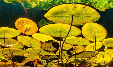 Beautiful Golden Light Backlights These Lily Pads Leaf Photography