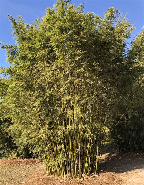 Gracilis Bamboo Lewis Bamboo