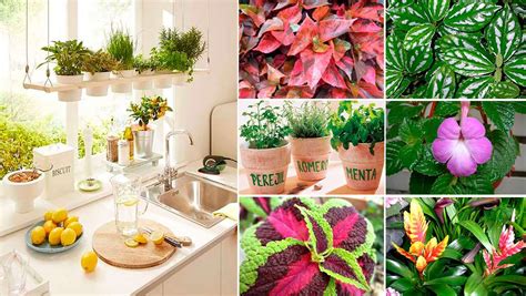 Entonces te va a encantar la idea de cultivarlas en tu propia cocina. 20 Plantas Para La COCINA Y El Salón Comedor - Lista Y ...