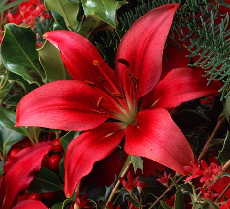 Lilium Lily Asiatic Red 1 Bulb Garden Seeds Market Free Shipping