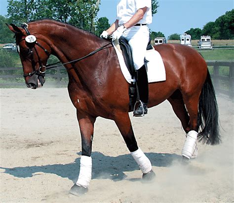 Should I Use Polo Wraps?. The issue is protecting the legs. Polo Wraps