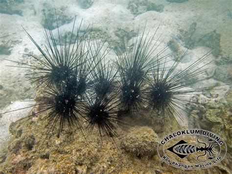 Diadem Sea Urchin Diadema Setosum Chaloklum Diving Koh Phangan