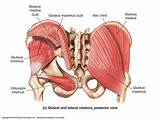 Images of Gluteus Maximus Muscle Strengthening