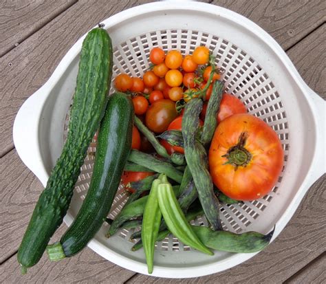 On top of that growing okra in pots organically is completely hassle free. Daniel's Pacific NW Garden: Can Okra be Grown in the ...